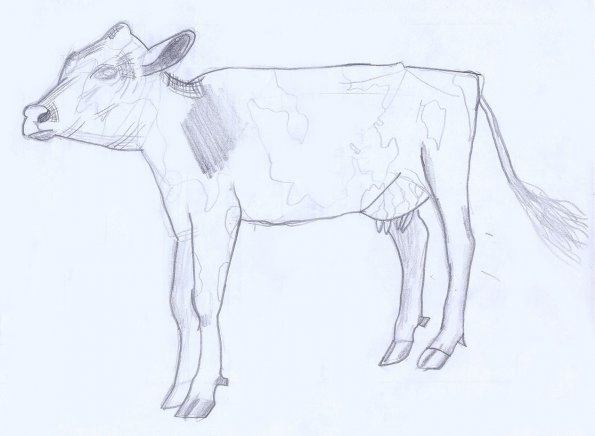 Cow