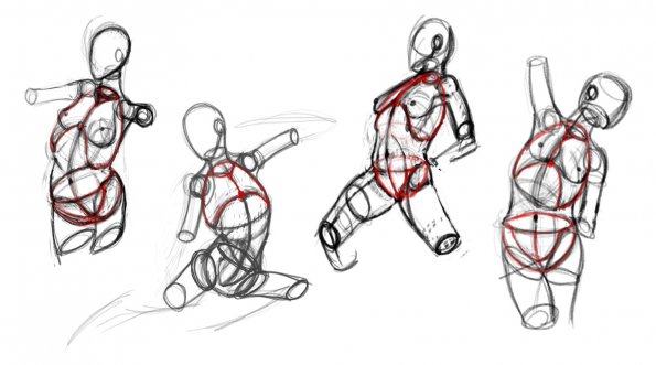 Rib and Pelvis Sketches I